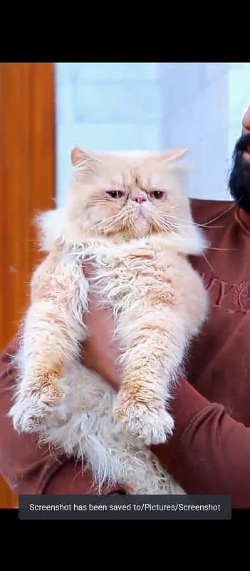 Pure Piki-Faced Persian Male Cat Available for Stud Service price 4000 2