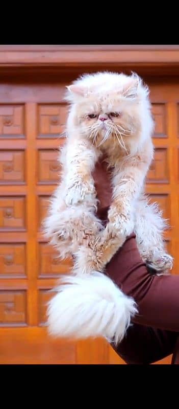 Pure Piki-Faced Persian Male Cat Available for Stud Service price 4000 3