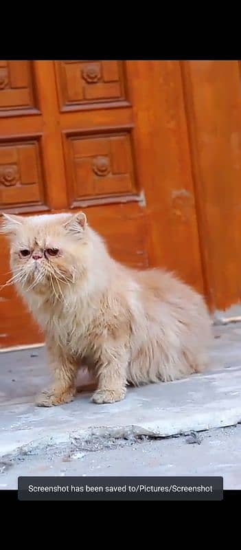 Pure Piki-Faced Persian Male Cat Available for Stud Service price 4000 5