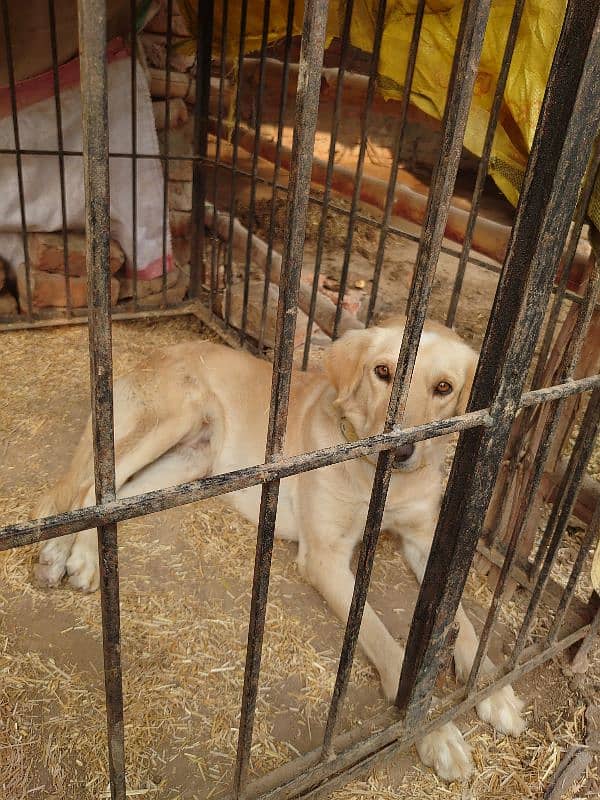 Labrador and gadhi cross female 0