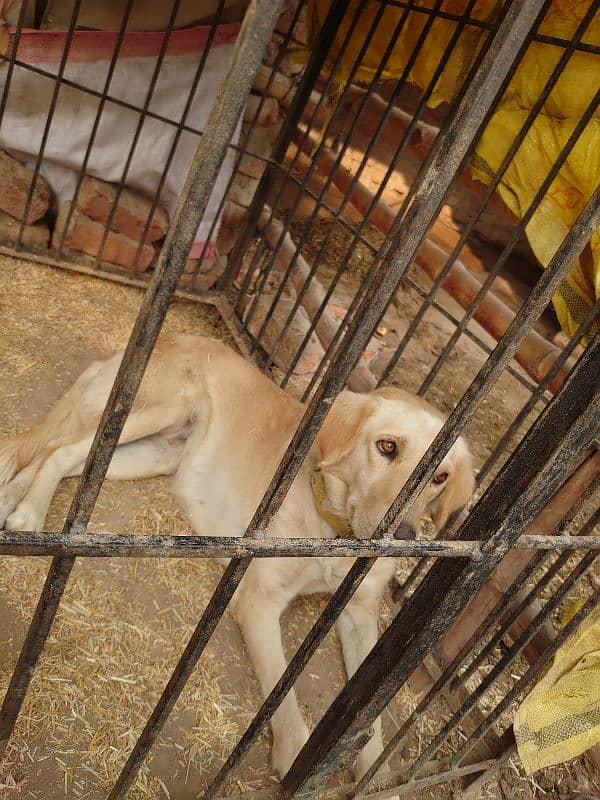 Labrador and gadhi cross female 1