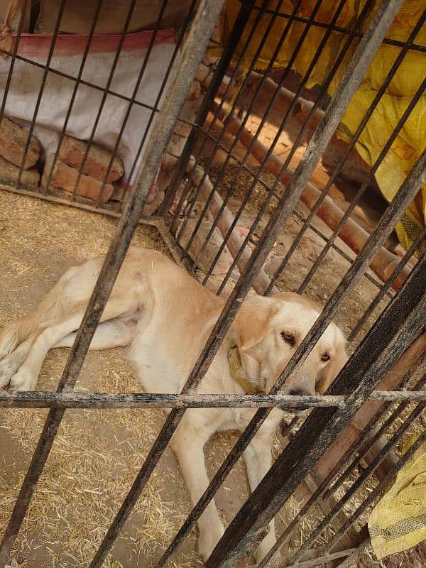 Labrador and gadhi cross female 2