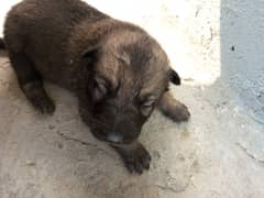 Belgian shepherd 2 Female For sale