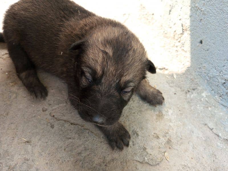 Belgian shepherd 2 Female For sale 0