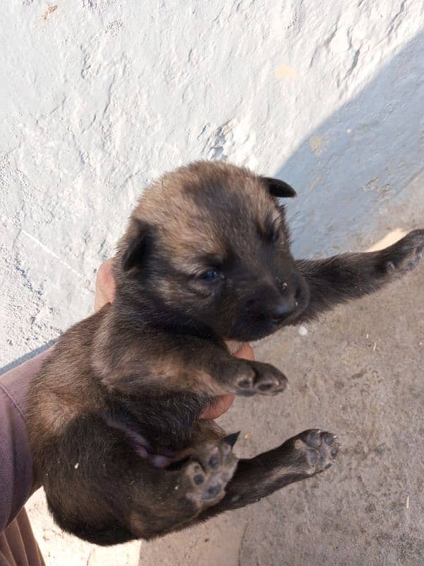 Belgian shepherd 2 Female For sale 1