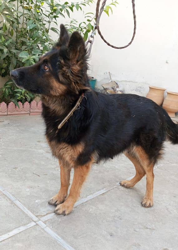 Belgian shepherd 2 Female For sale 2