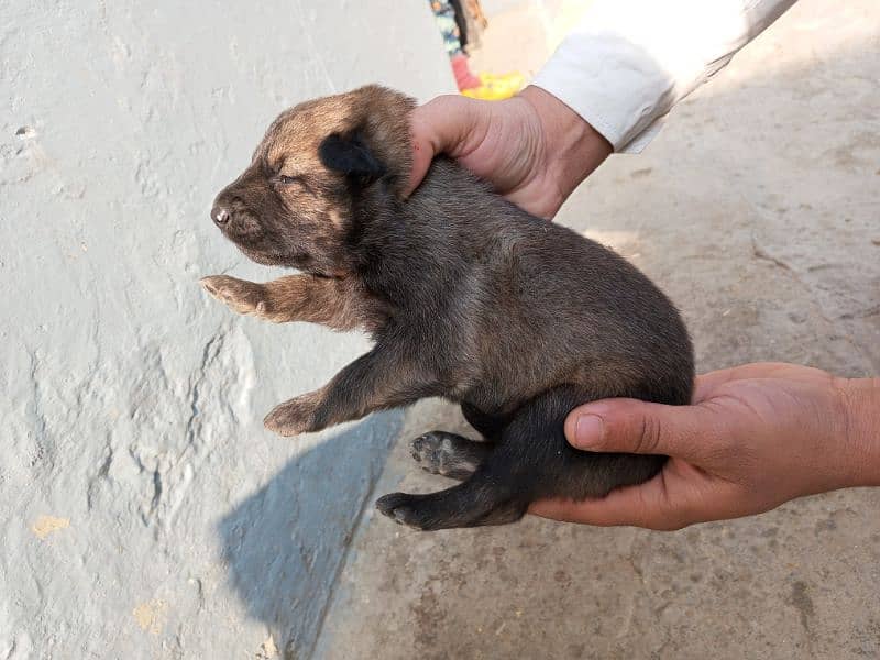 Belgian shepherd 2 Female For sale 3