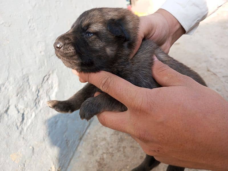 Belgian shepherd 2 Female For sale 4