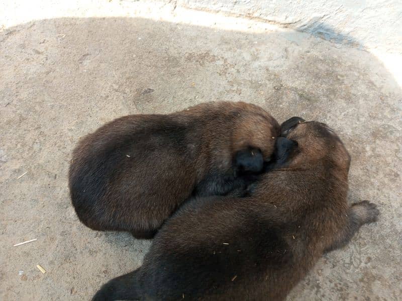 Belgian shepherd 2 Female For sale 5