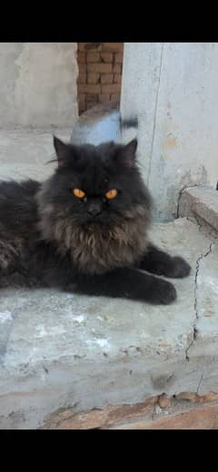 BLACK PERSIAN MALE CAT