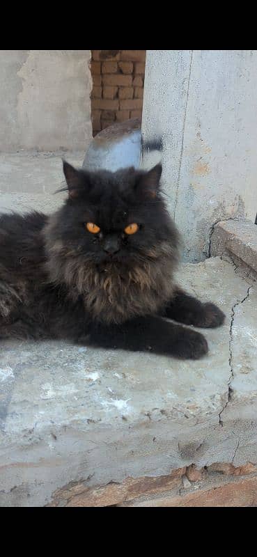 BLACK PERSIAN MALE CAT 0