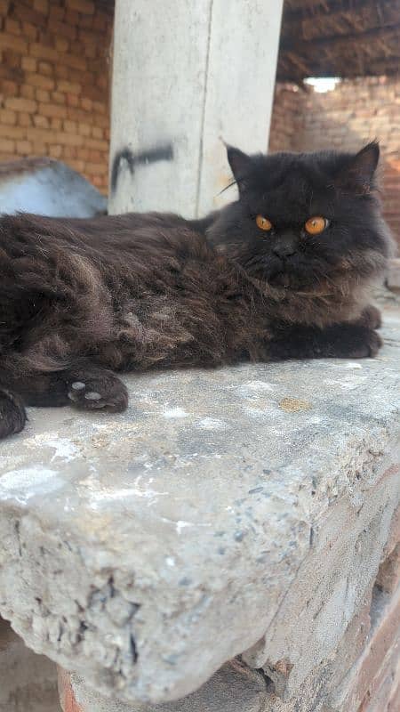 BLACK PERSIAN MALE CAT 1