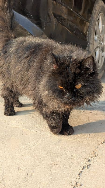 BLACK PERSIAN MALE CAT 2