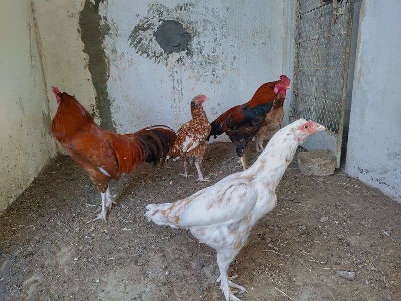 20 months Aseel and Golden hen pairs  with Artificial feed. 0