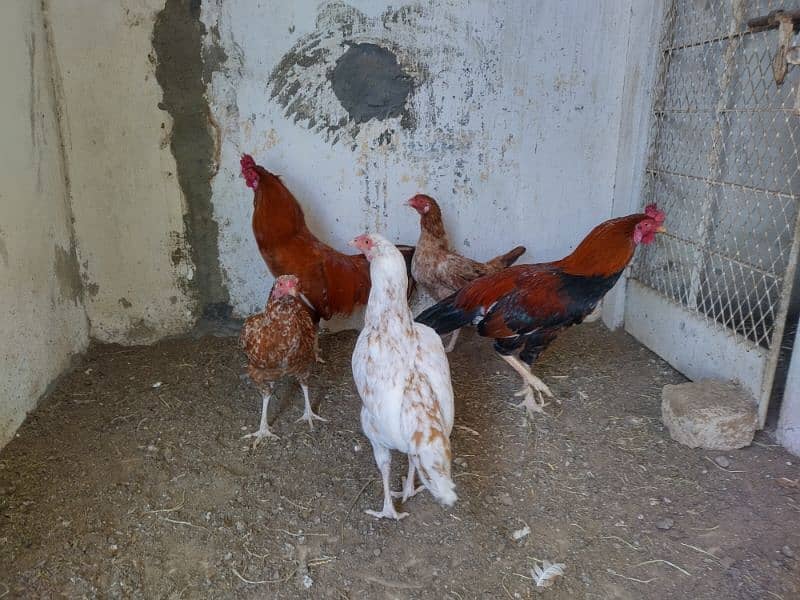 20 months Aseel and Golden hen pairs  with Artificial feed. 1