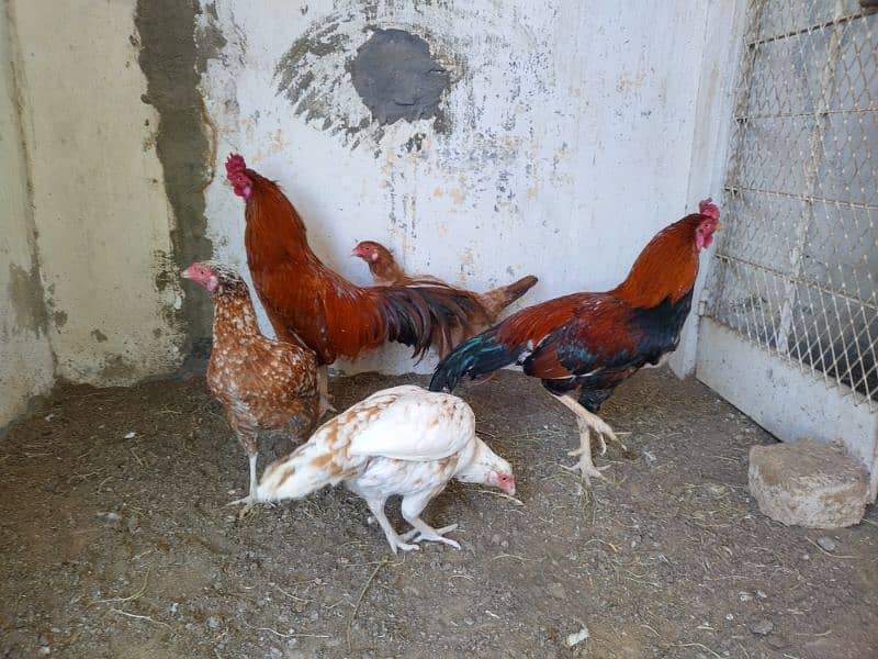 20 months Aseel and Golden hen pairs  with Artificial feed. 2