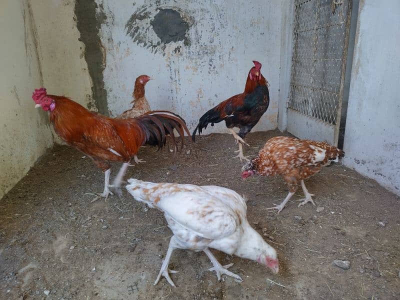 20 months Aseel and Golden hen pairs  with Artificial feed. 3