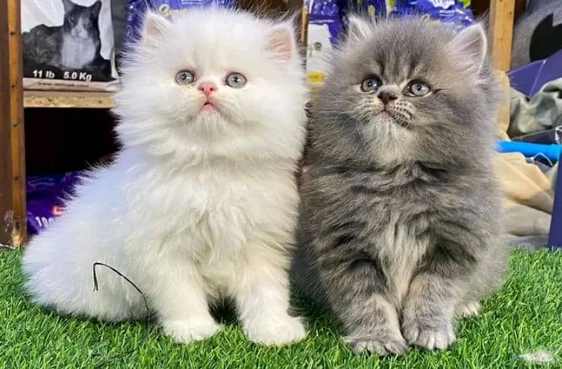 Persian kittens triple coat pair for sale contact Whatsapp 03095180992 4