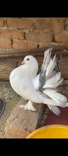 Lucky pigeon pair for sale