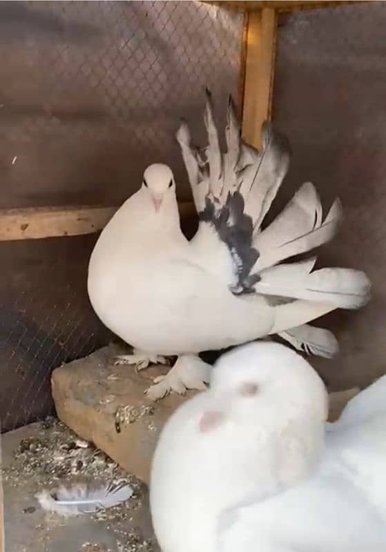 Lucky pigeon pair for sale 2