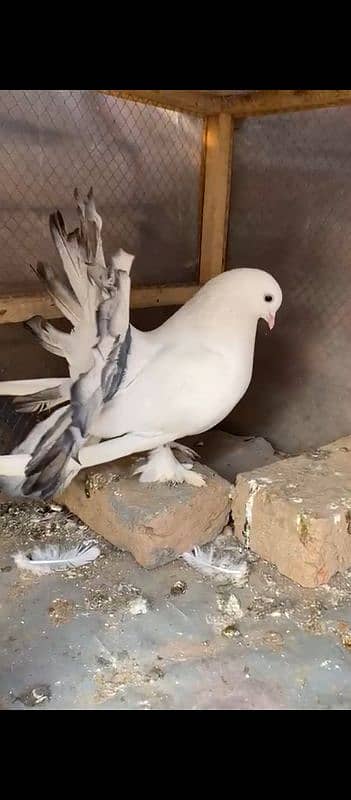 Lucky pigeon pair for sale 3