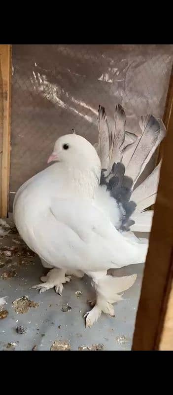 Lucky pigeon pair for sale 4