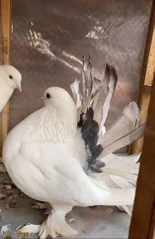 Lucky pigeon pair for sale 5