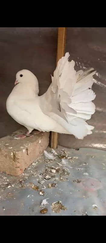 Lucky pigeon pair for sale 6