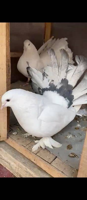 Lucky pigeon pair for sale 8