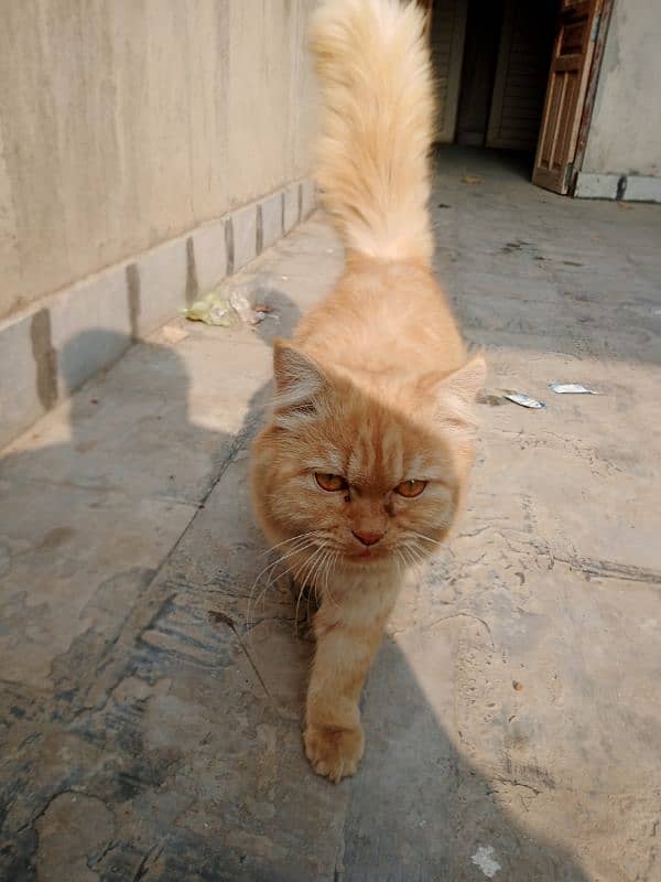 Persian cat 0