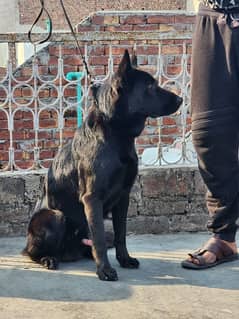 Black German Shepherd