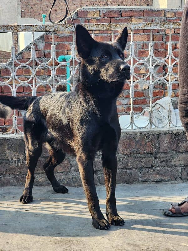 Black German Shepherd 1