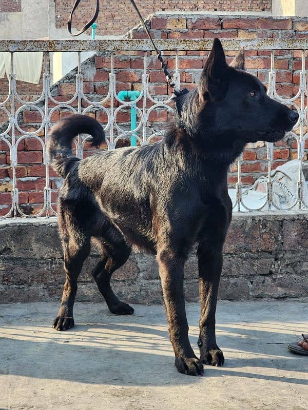 Black German Shepherd 2