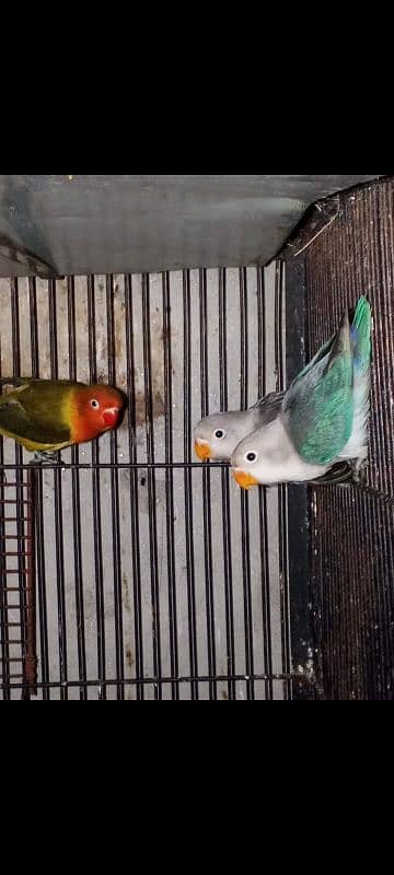 beautiful lovebirds, finches and budgies for sale 0