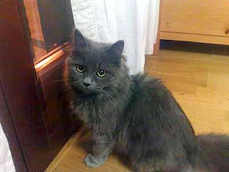 pershian gray kitten 0