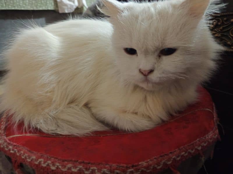 name dolly luvly  age, 8 months  washrom tran hy odd eyes Ragdoll face 0