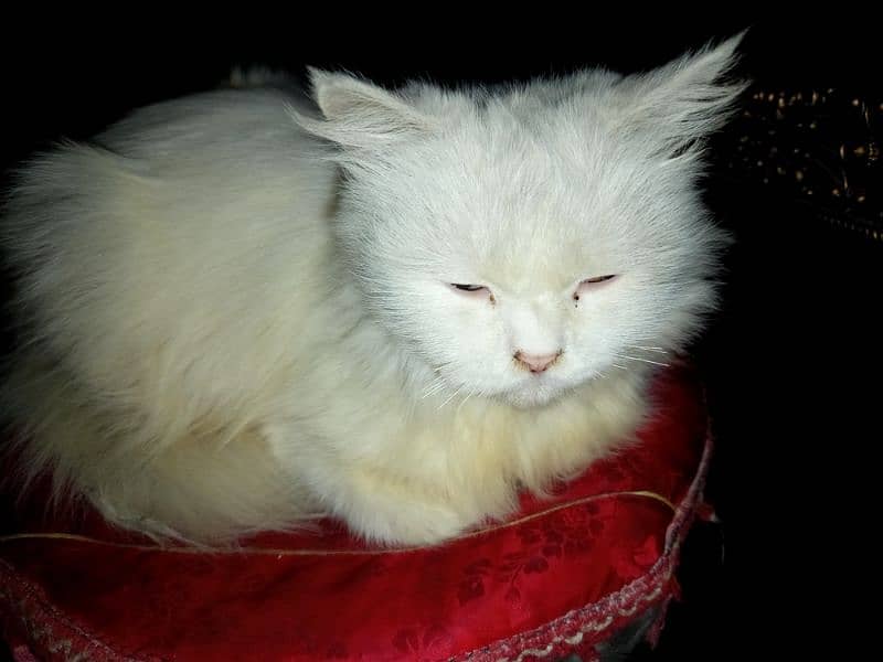 name dolly luvly  age, 8 months  washrom tran hy odd eyes Ragdoll face 1