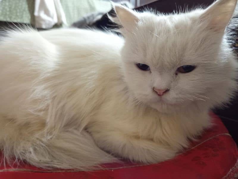 name dolly luvly  age, 8 months  washrom tran hy odd eyes Ragdoll face 3