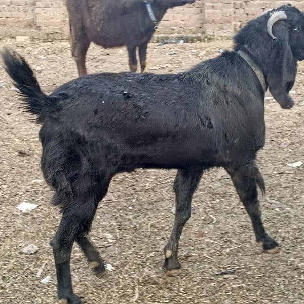 breder bakra for sale achi hight lignth 0