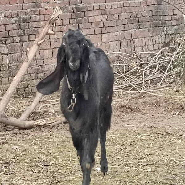 breder bakra for sale achi hight lignth 1