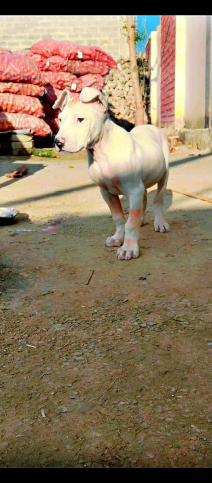 Kohati Gultair Male Puppy / Kohati Gultair Dog 0