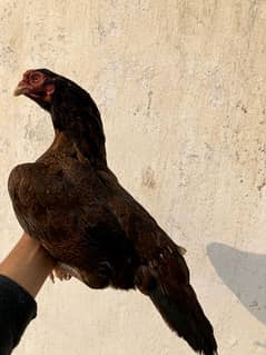 Aseel mianwali hen/murgi