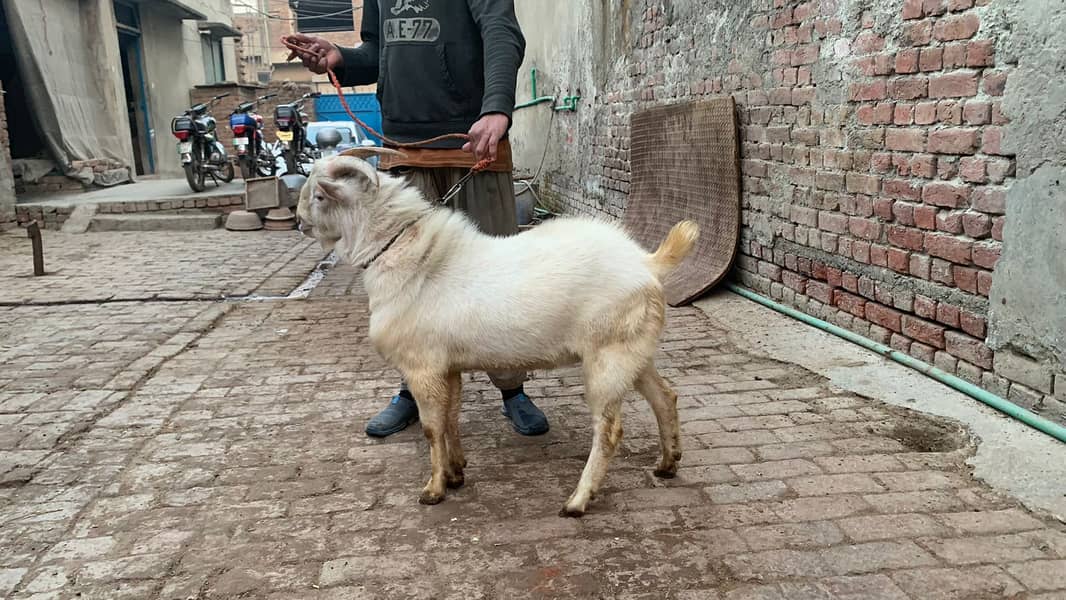 Goat | Gulabi Goat | Teda Goat | Goat For Sale | Bkra For Sale 1