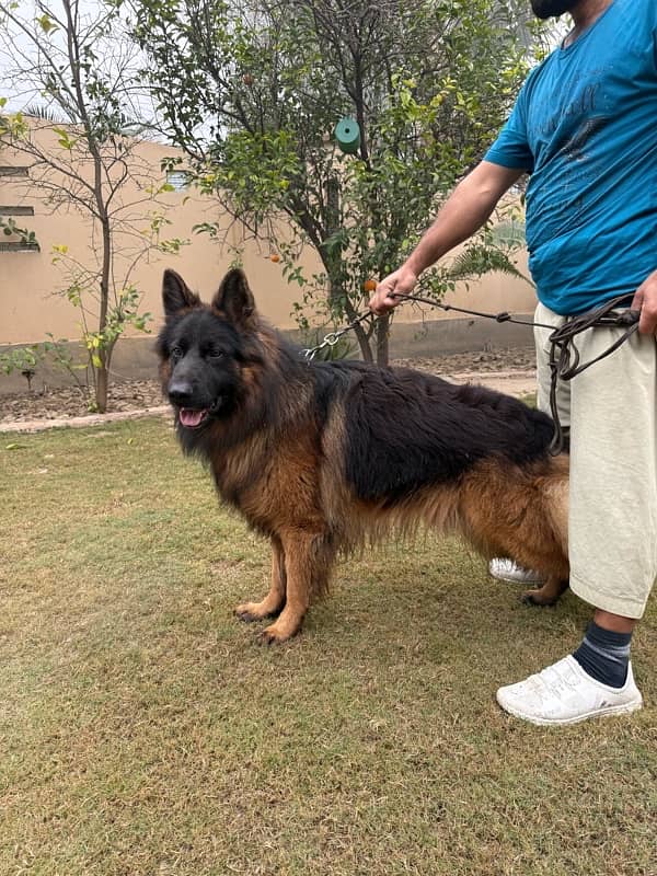 German Shepherd long coat pedigree 0