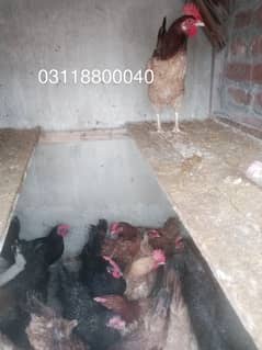 Desi golden misri hen egg ling 25