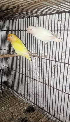 Albino Red eye x Decino 100% Breeder Pair