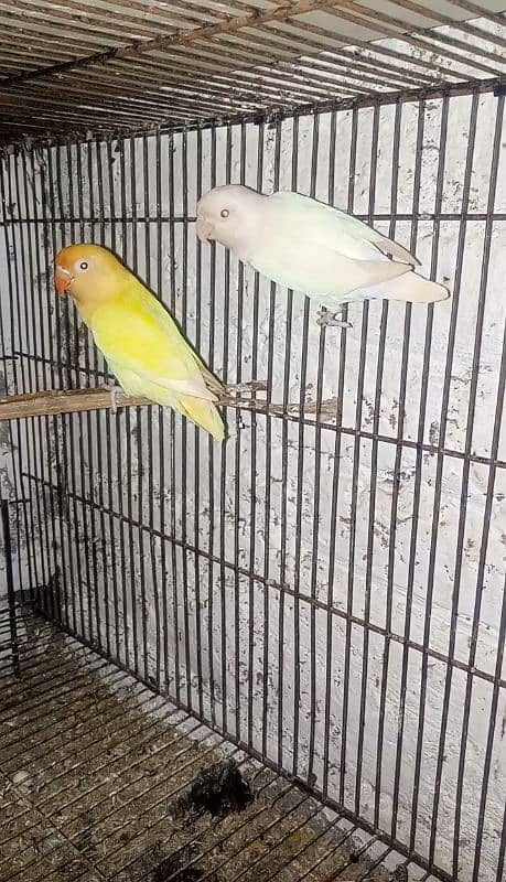 Albino Red eye x Decino 100% Breeder Pair 0