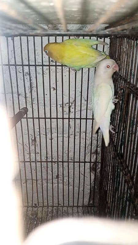 Albino Red eye x Decino 100% Breeder Pair 1