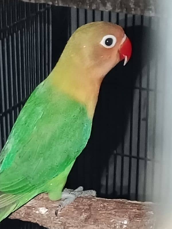 beautiful lovebirds, finches and budgies for sale 1