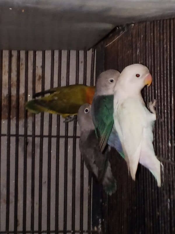 beautiful lovebirds, finches and budgies for sale 2